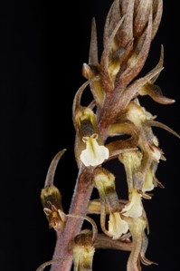 Cyclopogon elatus Huntington's Firework CHM/AOS 82 pts. Flower